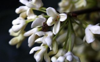 桂花有哪幾種顏色，有金黃色、黃白色、橙紅色和白色