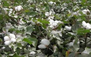 浙大15號(hào)棉花品種的特性，全生育期119.9天