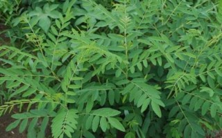 農村熱門的藥材種植項目，枸杞的產量一般更加穩(wěn)定