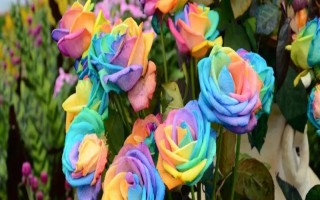 彩虹玫瑰的花語，花語為浪漫、夢幻、幸福等