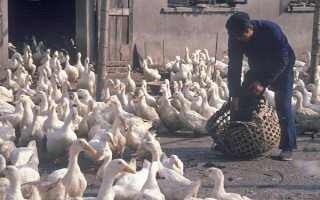養(yǎng)殖戶對于飼料成本與飼養(yǎng)成本的誤區(qū)，飼料成本越低越好是一種錯誤的想法