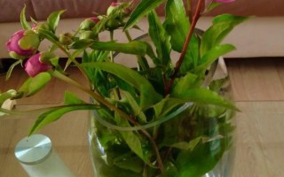 水培芍藥可以養(yǎng)多久，養(yǎng)護(hù)的好可以養(yǎng)護(hù)一周左右