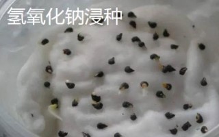 十個(gè)蔬菜藥劑浸種方法，浸泡時(shí)間多為半小時(shí)
