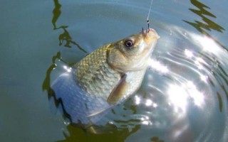 3號(hào)溪流鉤適合釣鯽魚(yú)嗎，2兩至3兩的適合
