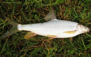 黃尾魚簡(jiǎn)介，因尾鰭呈桔黃色而得名