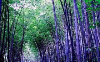 北方的大型竹子有哪些，常見的有毛竹、紫竹、金鑲玉竹等