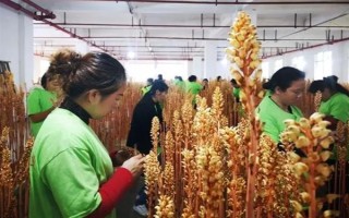 引種天麻要注意什么，當(dāng)?shù)氐臍夂驖M足條件才能種植