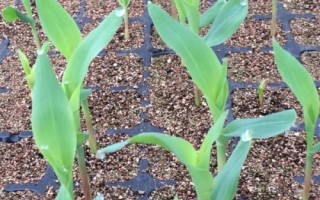 齊單838玉米種子特征特性，適宜密度為每畝4500株左右