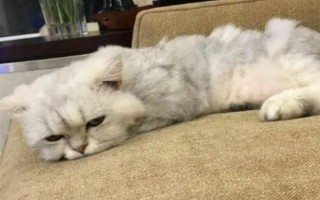 貓精神萎靡老趴著是怎么回事，可能是氣候變化所致