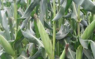 元華4號(hào)玉米種子特征特性，中高肥力畝保苗5500株