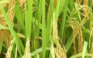 特優(yōu)816水稻種子簡介，注意防治白葉枯病