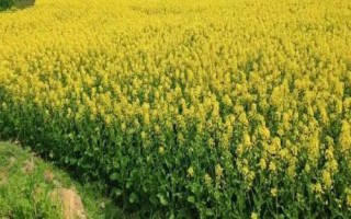 油菜高產(chǎn)技術(shù)，移栽前1天要澆透苗床水