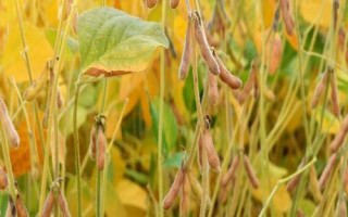 鐵鮮豆14大豆種子簡介，及時防治病蟲草害