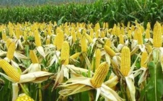 巡天2193玉米品種簡(jiǎn)介，生育期128天左右
