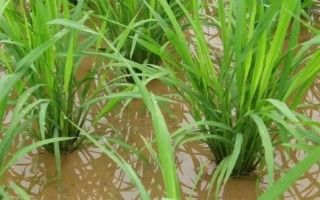 99優(yōu)468水稻品種簡介，6月下旬播種