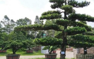 怎么養(yǎng)殖羅漢松，生長期每隔1-2個(gè)月追施一次肥料