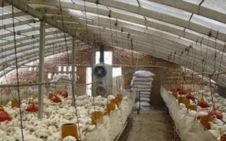 散養(yǎng)土雞的雞舍建造方法，以下5種供參考