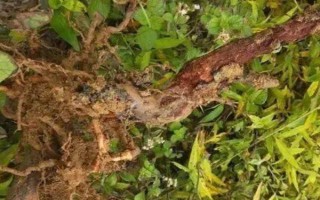 對果樹使用未腐熟的有機肥有何害處，容易灼傷根系引發(fā)蟲害