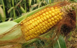 博士紅9號玉米種簡介，春播平均生育期119.7天
