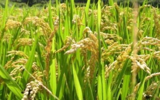 泗稻20號(hào)水稻種子特征特性，大田用種量每畝3~4公斤