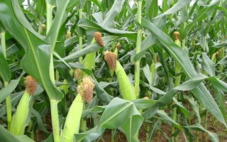 華安513玉米種子特征特性，中抗紋枯?。ú≈?4）