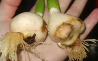 郁金香莖短花小的原因，可能是品種退化或受到遺傳基因的影響