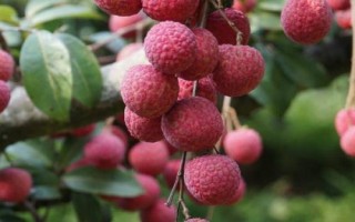 懷枝荔枝的特點(diǎn)，果皮暗紅、果頂渾圓、單果重達(dá)到20克