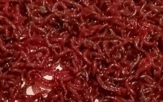 低溫釣草魚(yú)適合用哪種餌料，蚯蚓、紅蟲(chóng)、商品餌皆為適宜選擇