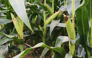 正昊玉105玉米種子簡介，中抗輪枝鐮孢穗腐病