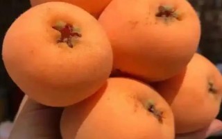 受歡迎的枇杷品種，有大五星枇杷、早鐘六號(hào)枇杷等