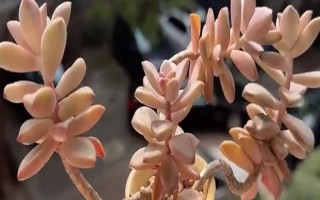 姬朧月和朧月有什么區(qū)別，前者是草本植物、后者是常綠灌木