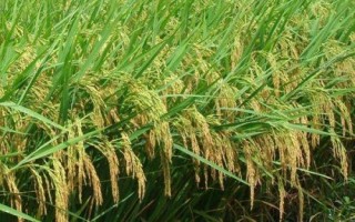 九兩優(yōu)9號水稻種子特點，全生育期135.2天