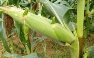 粒農(nóng)301玉米種子簡介，種植密度以4500株/畝為宜