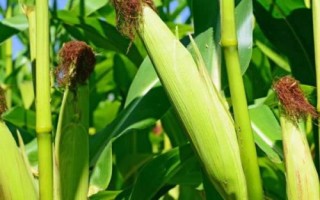 登海H897玉米種簡介，每畝種植密度4500株
