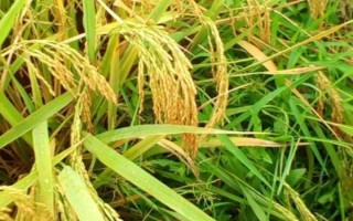 墾稻12水稻種子介紹，4月15~25日播種