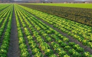 有哪些新型農(nóng)業(yè)項目，包括林下養(yǎng)殖、有機種植、休閑農(nóng)業(yè)等類型