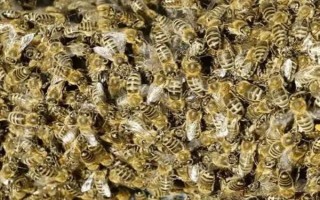 蜜蜂春繁以強補弱的方法，為弱群補充工蜂、從強群中抽調子脾補充到弱群中