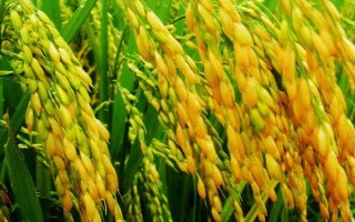 坤兩優(yōu)1號水稻種簡介，每畝有效穗數(shù)15.3萬