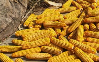 必祥809玉米品種的特性，4月下旬～5月上旬播種