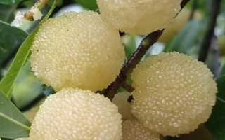 楊梅種子有哪些優(yōu)良品種，常見的有水晶種楊梅、東魁楊梅等