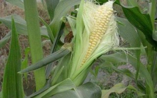 漢飛1633玉米種簡介，春播平均生育期116.5天