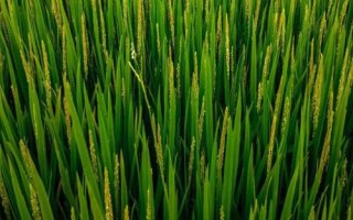 福優(yōu)9188水稻品種簡介，苗期注意防治稻薊馬