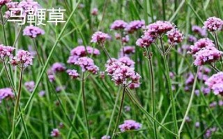 薰衣草和馬鞭草的區(qū)別，薰衣草的花序呈輪傘狀