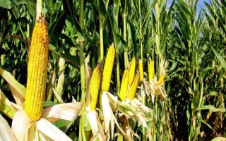 陜K512玉米品種的特性，中抗大斑病