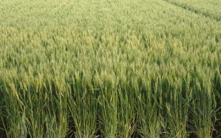 河科大9612小麥品種的特性，屬弱春性大穗型早熟品種