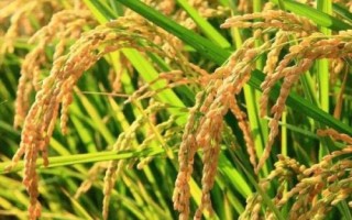 美谷2號(hào)水稻種子介紹，該品種株型緊束