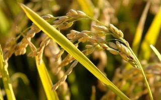 順優(yōu)656水稻種簡(jiǎn)介，湘北6月20日左右播種