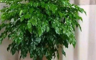 夏天幸福樹多久澆一次水，間隔2-3天就要澆一次水