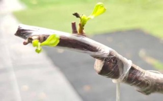 三角梅嫁接所用砧木，以長(zhǎng)勢(shì)強(qiáng)的紫花三角梅為宜