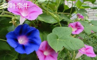 牽?；ǖ暮喗椋瑢儆谝荒晟p繞草本植物